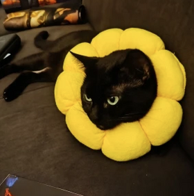 Felix
