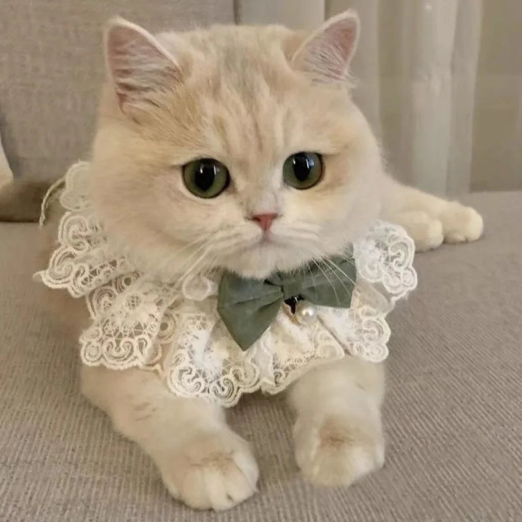 Cat wearing a lace collar and bow tie on a neutral background