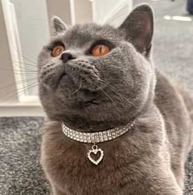 Whiskers