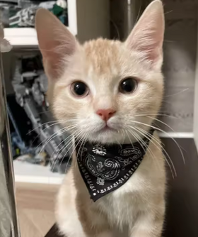 Oscar